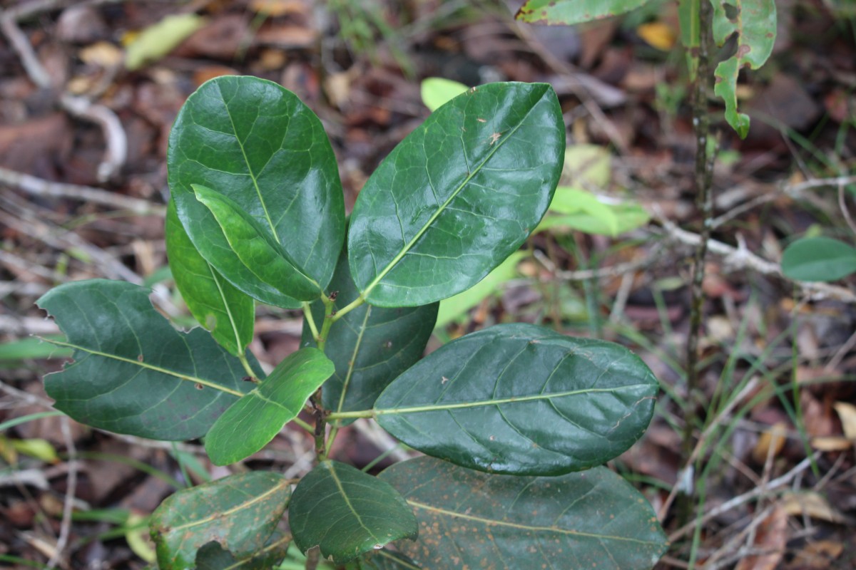 Aporosa latifolia Thwaites